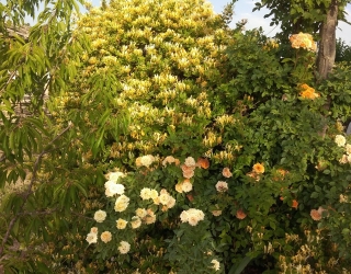 فروش باغچه 1000متری(20*50) باغشهر اشراق زنگان