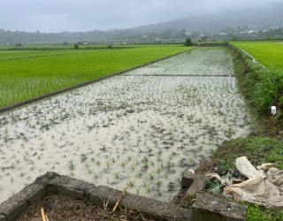 فروش زمین شالیزاری