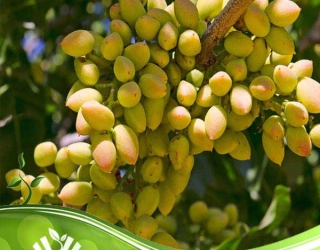 نهال پسته با کیفیت بالا و تضمینی – رشد سریع و پر محصول!