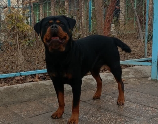 سگ روتوایلر