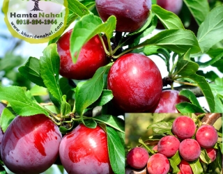 آلو سانتاروزا