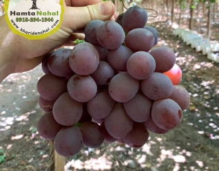 انگور کیوهو