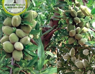 بادام شاهرودی