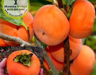 خرمالو گوجه ای