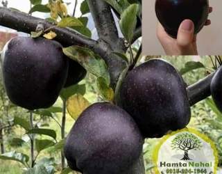 سیب جرومین(سیاه)