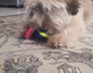 سگ شیتزو تریر