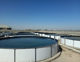 pool8