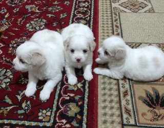  اشپیتز