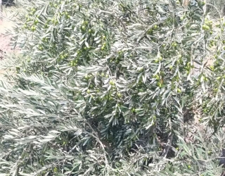 photo28567011157
