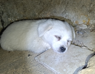 توله سگ پالمر نر و ماده