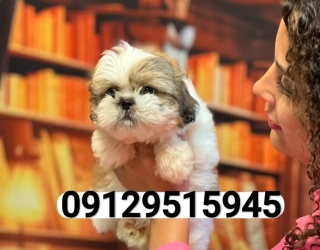 فروش سگ شیتزو مینیاتوری تیکاپ