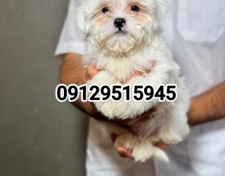 1000879632