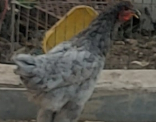 1000155525