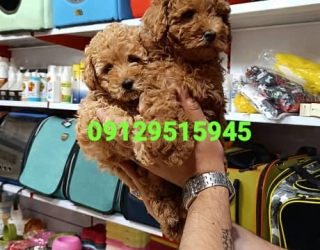 فروش سگ پودل تاینی توی پودل