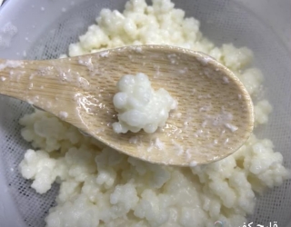 فروش قارچ کفیر 