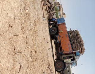 1000331599 خرید انواع چوب ودرخت
