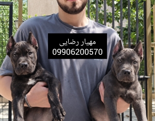 پرورش تخصصی سگ گارد کینکورسو توله کنکورسو