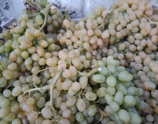 1000014175 فروش انگور