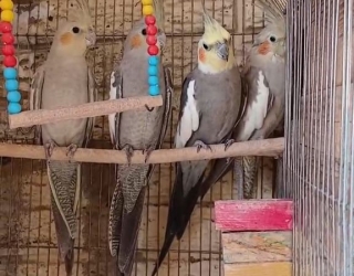 عروس هلندی 