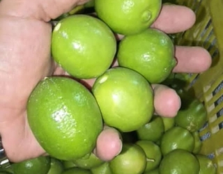 تامین کننده انجیر و محصولات صادراتی فارس فرزین 
