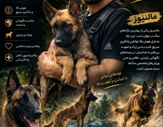 فروش تخصصی مالینوز اصیل 