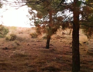 IMG_20260913_155350 فروش زمین 500 متری در روستای هلجرد_فوری