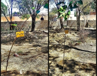 1000015042 کاشت درخت و نهال-اموات-درختچه یادگاری-نامیرا🌳 اولین و تنها مجری طرح «درختچه یادگاری» در مشهد 🌳 تش