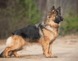 Standard-German-Shepherd-Breed--1000x550 سگ ژرمن شپرد موبلند