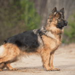 Standard-German-Shepherd-Breed--1000x550