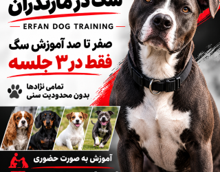 تربیت سگ در مازندران ، مربی سگ در ساری ، آموزش سگ در مازندران ، مربی سگ