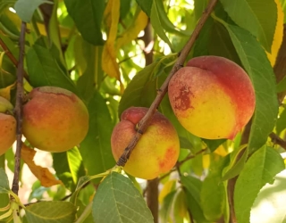 1000089611 باغچه دنج و باصفا