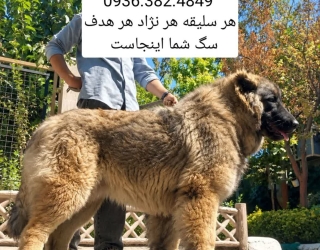 DELTA-DOG-sag-negahban-sarabi-alabai-ghafghazi-kangal-taybadi-khorasani سگ سرابی . الابای . پژدر . قفقازی . کانگال