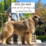 DELTA-DOG-sag-negahban-sarabi-alabai-ghafghazi-kangal-taybadi-khorasani