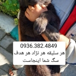 DELTA DOG دلتا داگ باشگاه سگ های نگهبان