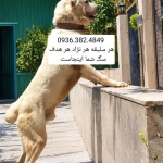 دیوار . شیپور. خرید سگ . فروش سگ . باشگاه سگ های نگهبان . دلتا داگ