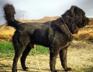 سگ سرابی و توله‌های سرابی | قدرتمند و باابهت 🇮🇷