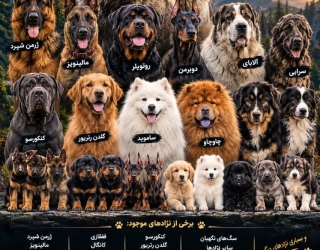 مرکز تخصصی سگ‌های نگهبان | انواع نژاد