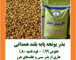 بذر یونجه رنجر پاکان بذر اصفهان؛ انتخاب بذر برای کشت یونجه