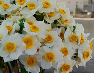 گل نرگس دست‌ساز با خمیر گلسازی | مناسب دکور و هدیه  