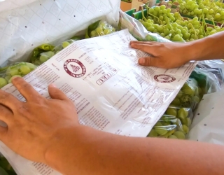 packing-7 picture صادرات بیدغدغه انگور با اصیلترین محافظ دنیا: سولفورپد OSKU شیلی متن: