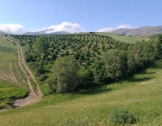 1000054109 زمین کشاورزی 15000متری