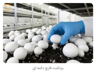 نیاز به سرمایه گذار در تولید قارچ خوراکی 