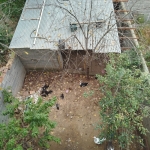 1000091127