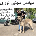 مهندس مجتبی  نوری  - avatar