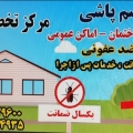 شاهین  تیموری - avatar