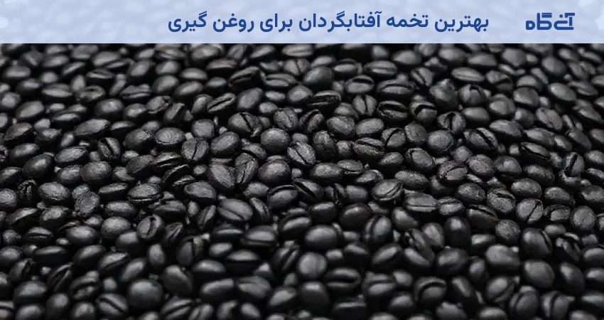 بهترین تخمه آفتابگردان برای روغن گیری