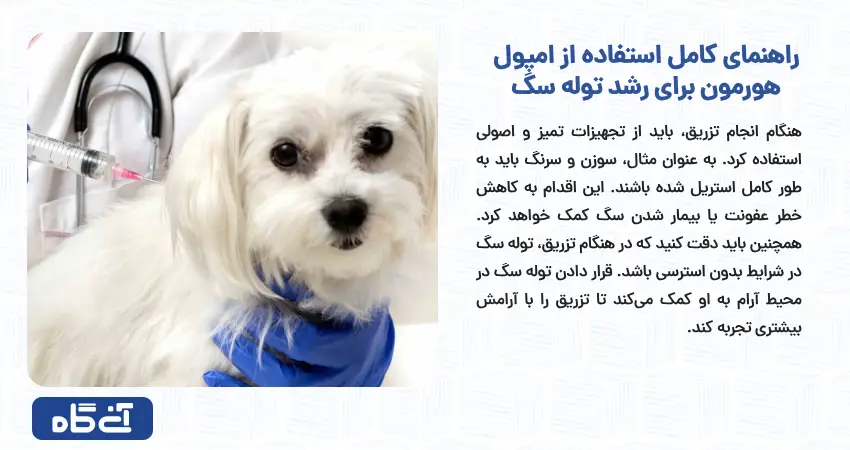 راهنمای کامل استفاده از امپول هورمون برای رشد توله سگ