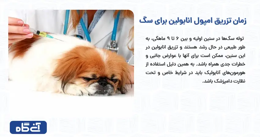 زمان تزریق امپول انابولین برای سگ