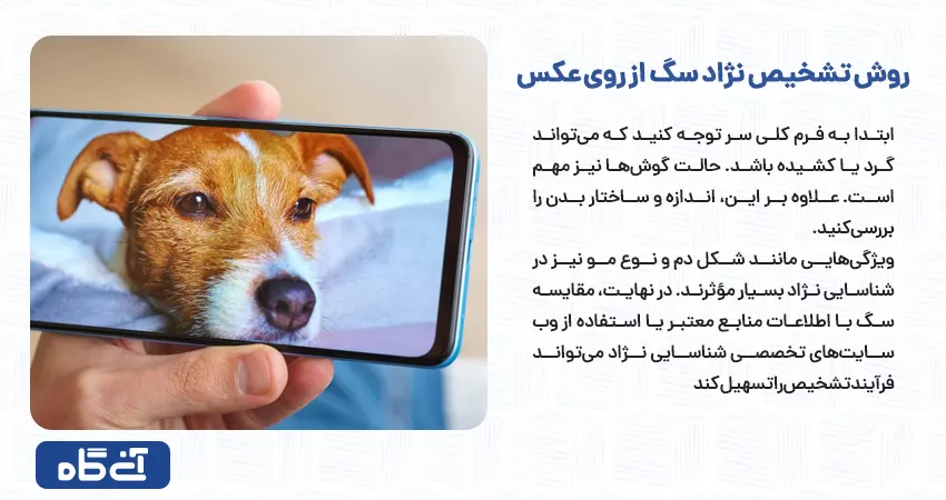 روش تشخیص نژاد سگ از روی عکس