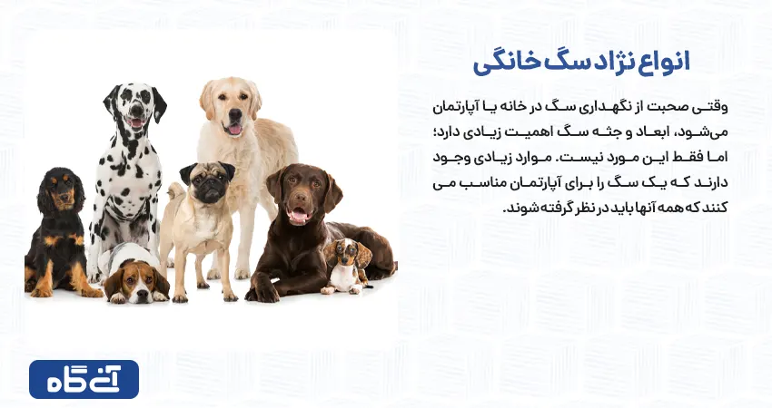 انواع نژاد سگ خانگی